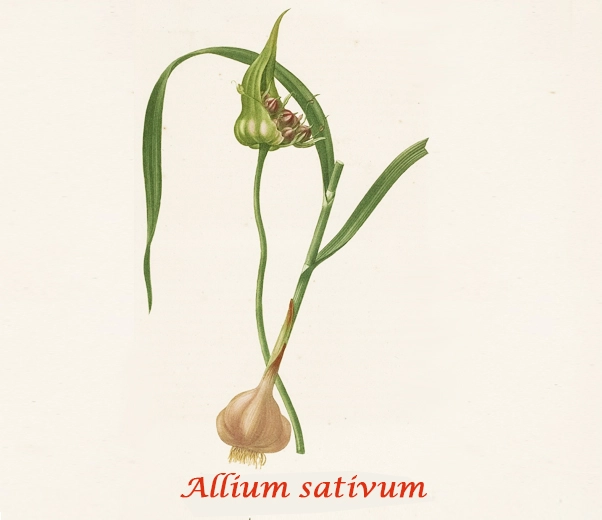 Garlic Botany