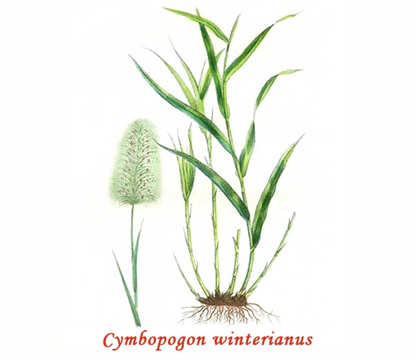 Lemongrass Botany