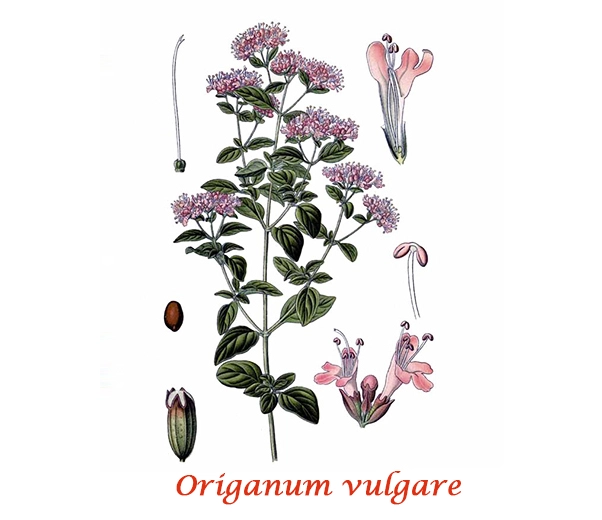 Botany Oregano