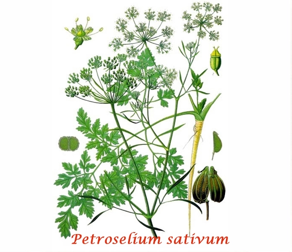 Botany Parsley