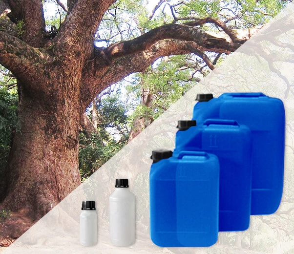 Industrial packaging of essential oils in Ravensara