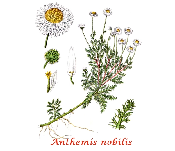 Botany Roman Chamomile
