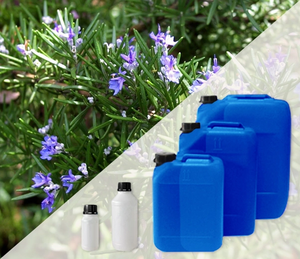 Industrial packaging of Rosemary essential oils