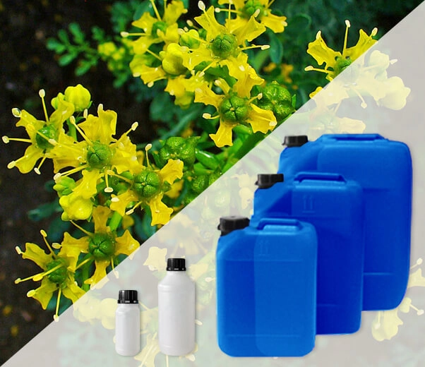 Industrial packaging of Ruta essential oils