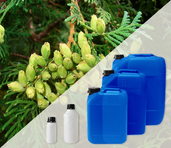Industrial packaging of Tuja essential oils