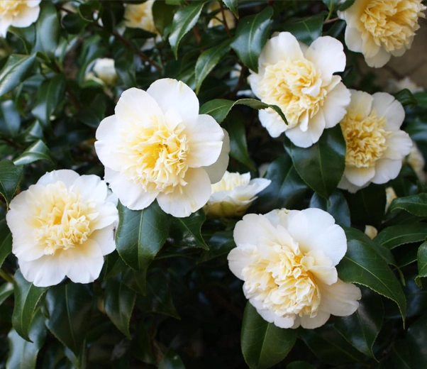 Camellia in bloom