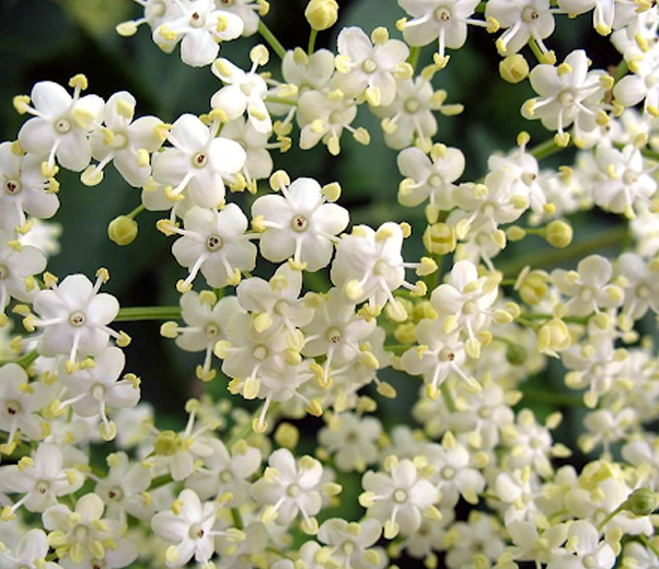 Elderberry in bloom