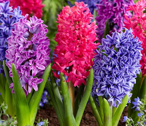 Hyacinth Flowers