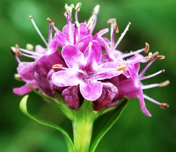 Indian Spikenard flower