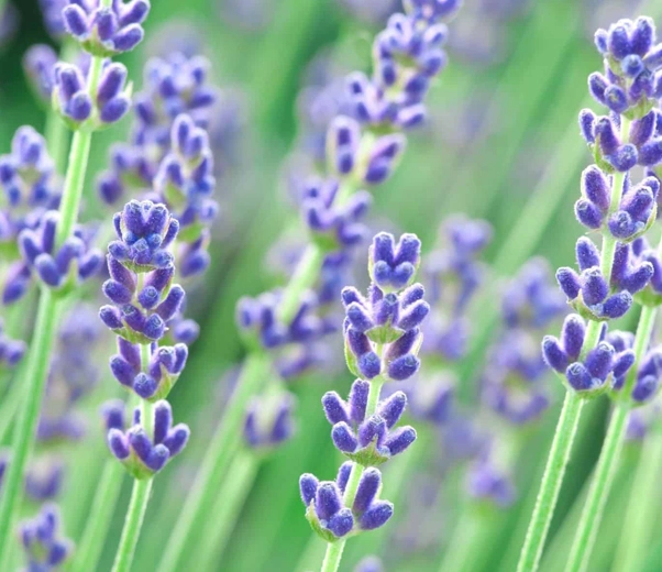 Lavender Flowers