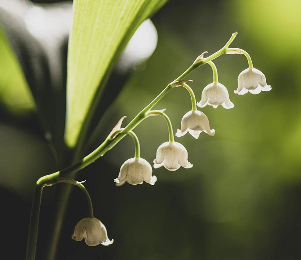 Lily of the valley flowers