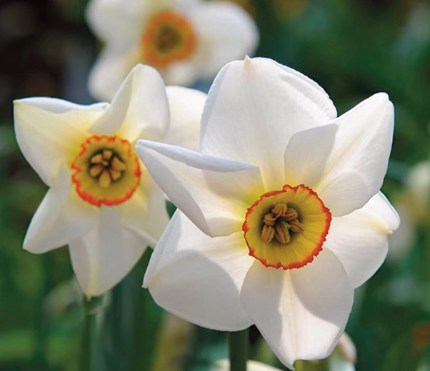 Narcissus Flowers