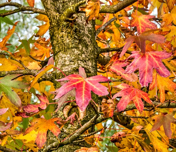 Liquidambar orientalis