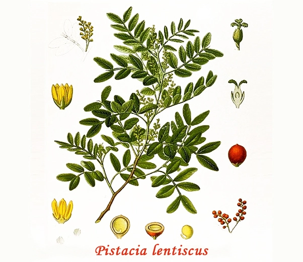 Mastic Botany