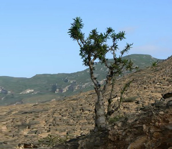 Boswellia frereana 1