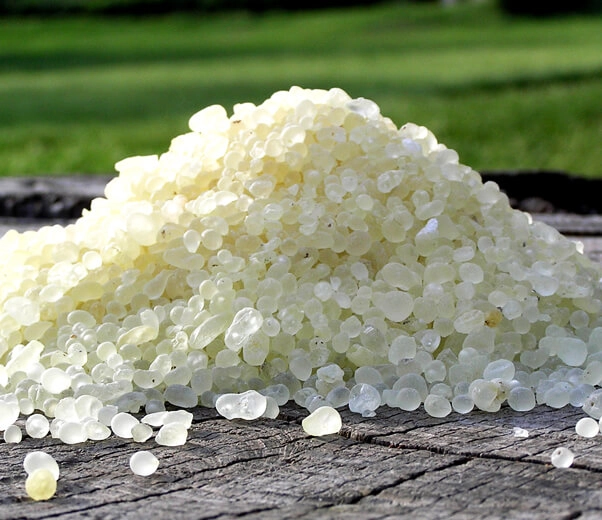 Pearls of pure Greek mastic