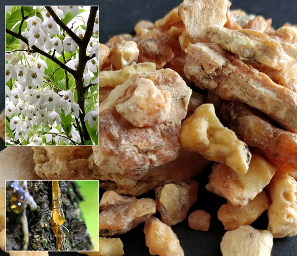 Styrax benzoin gum resin