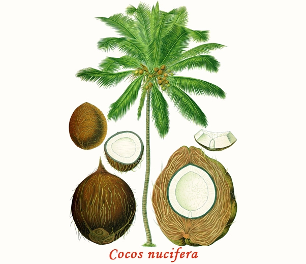 Coconut Botany