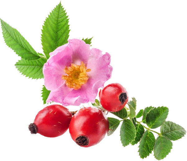 Rosehip