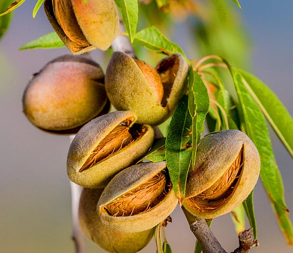 Almond fruit