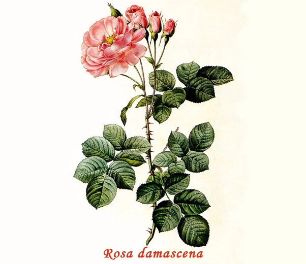 Rosa de Damasco botánica