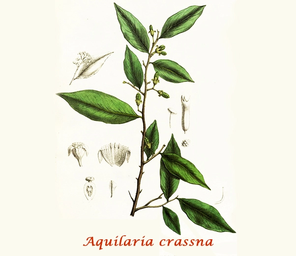 Botánica de la madera de agar