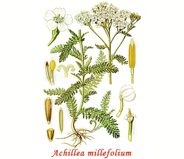 Botánica de la milenrama