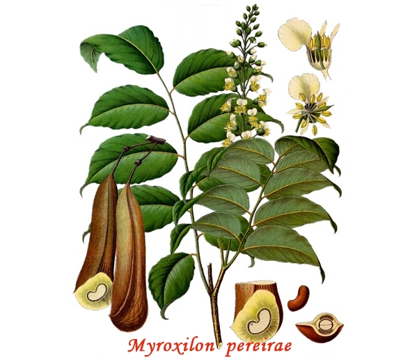 Botánica Bálsamo del Perú