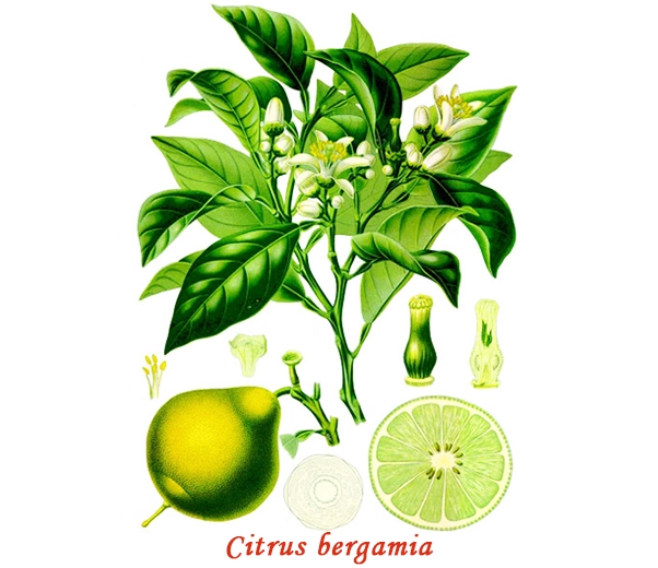 Botánica de la bergamota