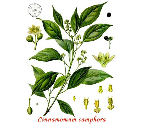 Botánica del alcanfor