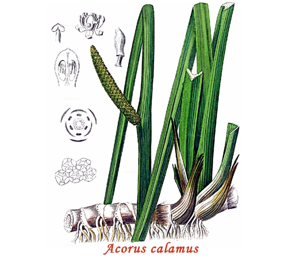 Botánica Cálamo aromático