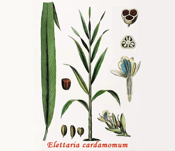 Botánica del cardamomo