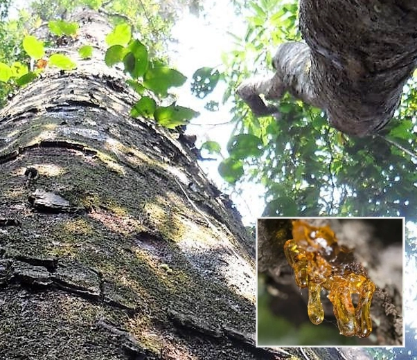 Árbol de copaiba y resina