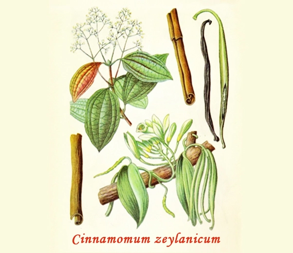 Botánica de la canela