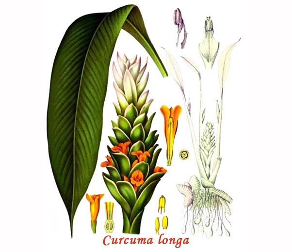 Botánica de la cúrcuma