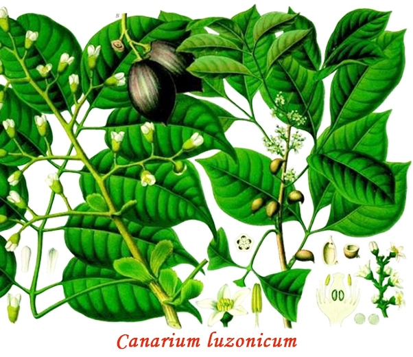 Botánica del elemí