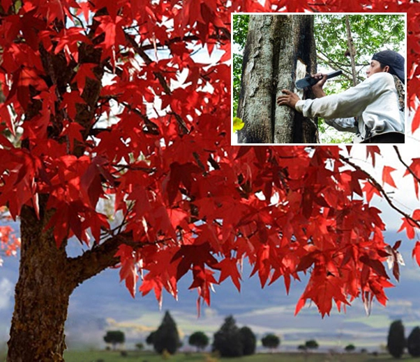 Árbol de Liquidambar styraciflua