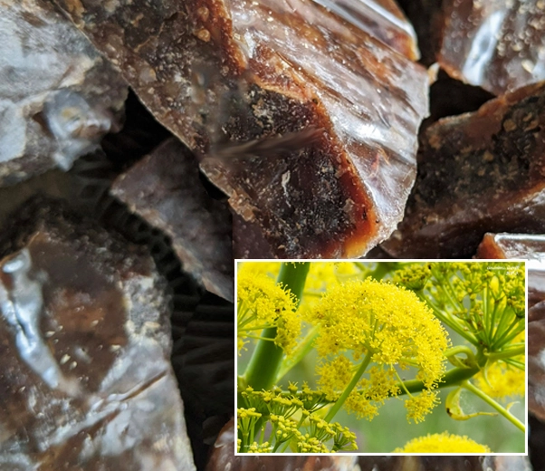 Flor de gálbano y oleorresina