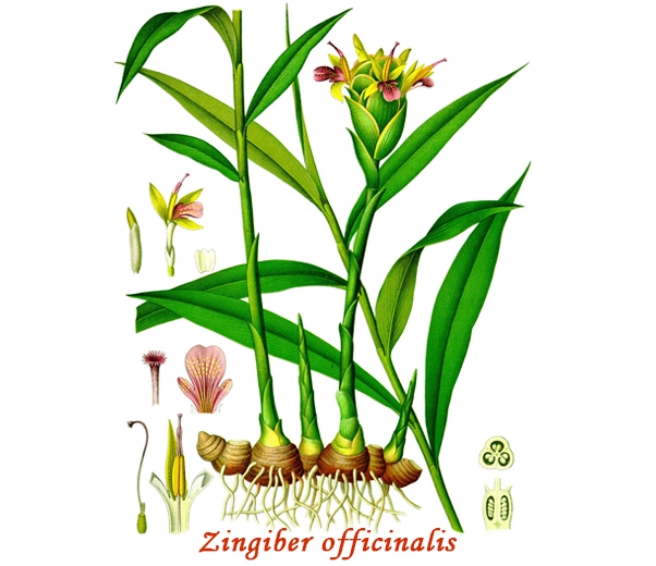 Botánica del jengibre