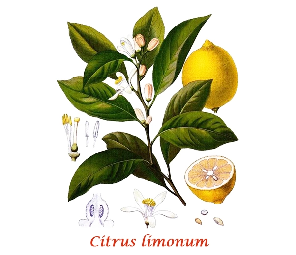 Botánica Limón Italiano