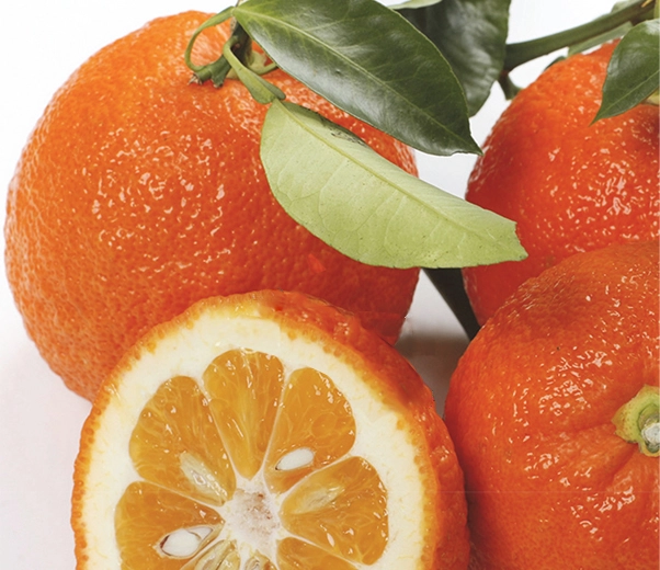 Fruta de naranja amarga (melangolo)