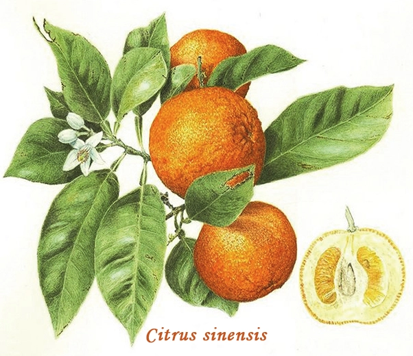 Botánica Naranja dulce