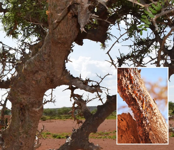 Planta Boswellia rivai