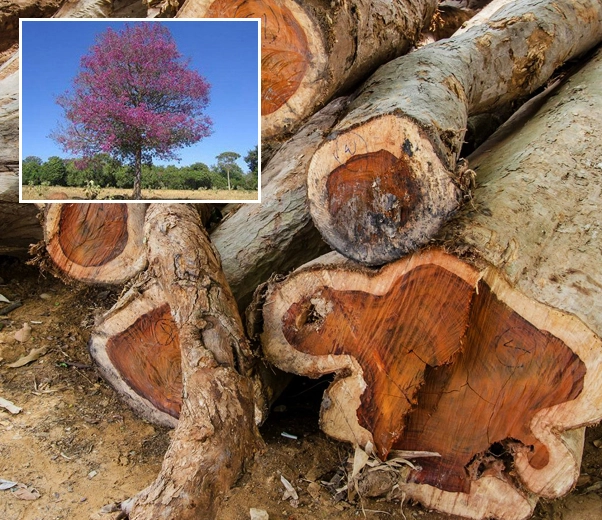 Troncos de Aniba rosaedora