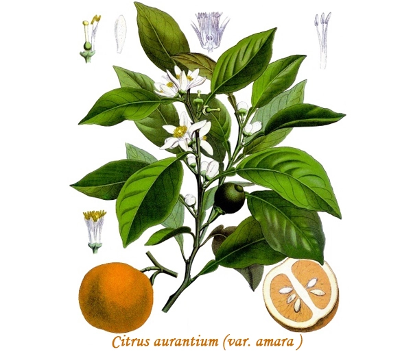 Botánica Naranja Amarga