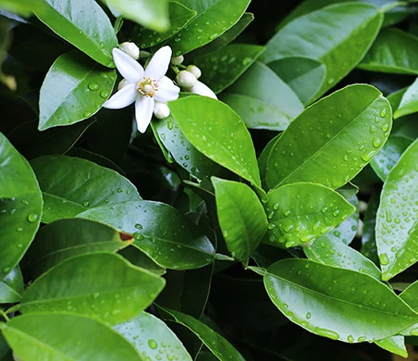 Hojas de naranja amarga