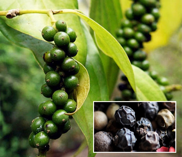 semillas de pimienta negra