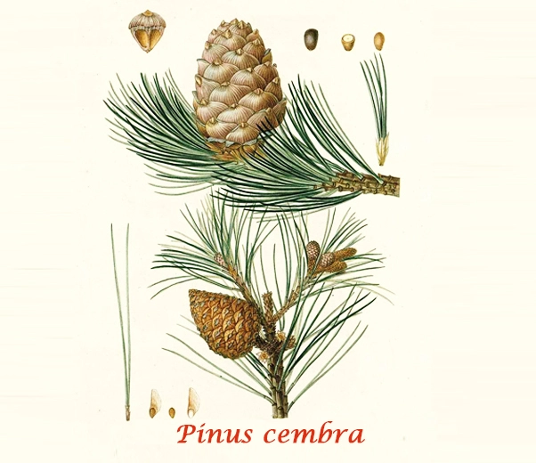 botánica del pino suizo