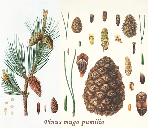 Botánica Pino de montaña Pumilio