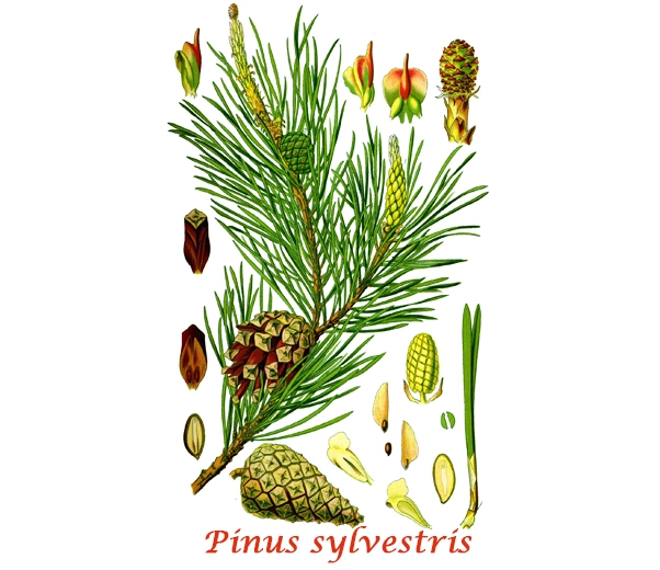 Botánica del pino silvestre